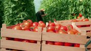 Разнорабочий на сбор томатов